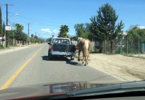 Horse behind truck
