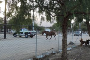 Police leading horse