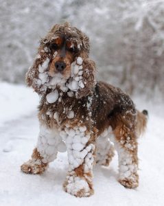 snowy-dog
