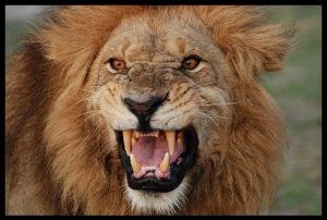 roaring lion