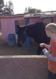 Brock & horse