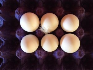 Feather on eggs