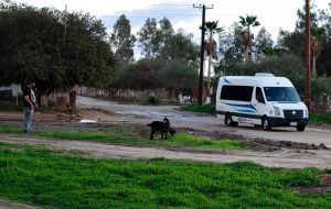 Goats and tour bus