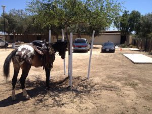 Horse at church