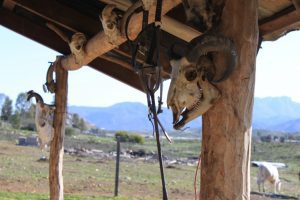 Skulls at restaurant