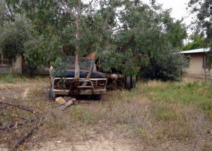 Tree in truck