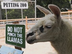 llama