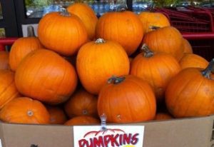 trader-joes-pumpkins-copy-1